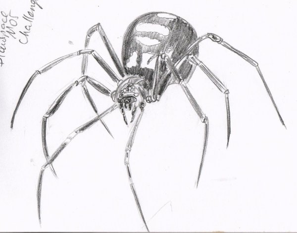 Паучок рисунок карандашом