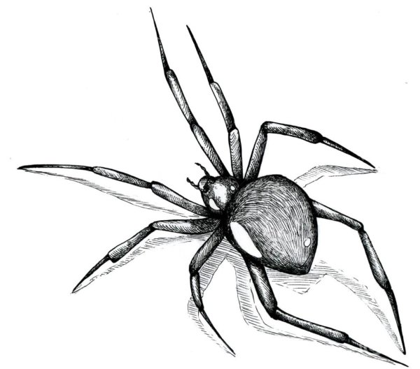 Паучок рисунок карандашом