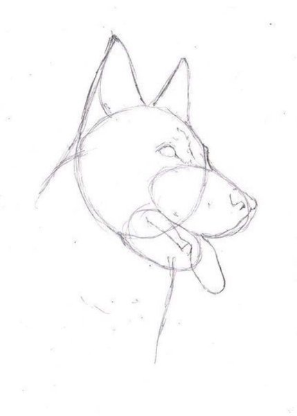 Поэтапное рисование немецкой овчарки