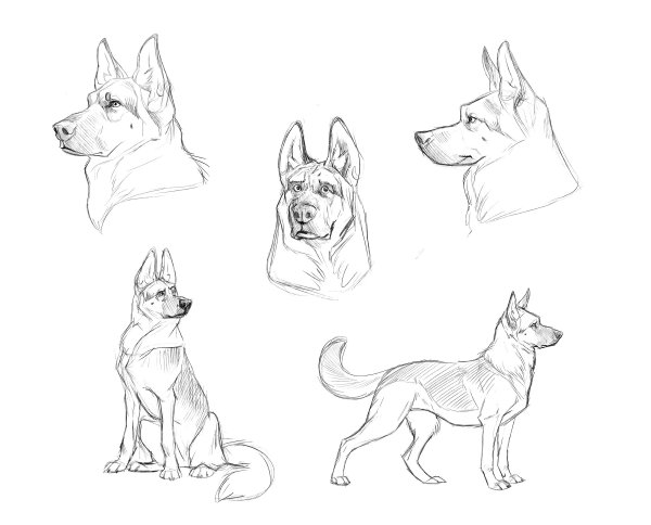 Референсы немецкой овчарки