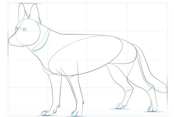 Поэтапный рисунок овчарки