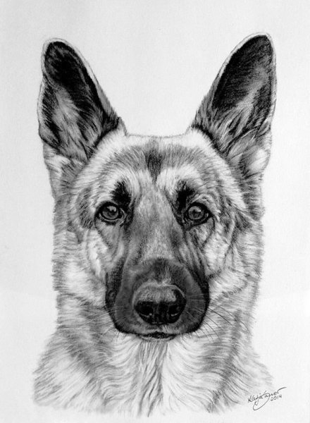 Немецкая овчарка карандашом