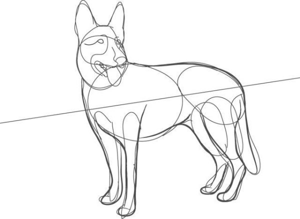 Поэтапное рисование немецкой овчарки
