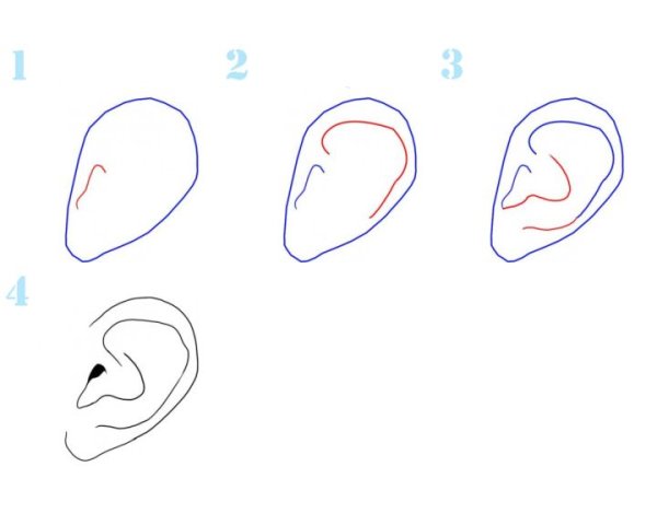 Поэтапное рисование ушей