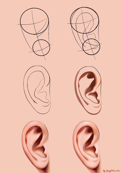 Ухо рисунок