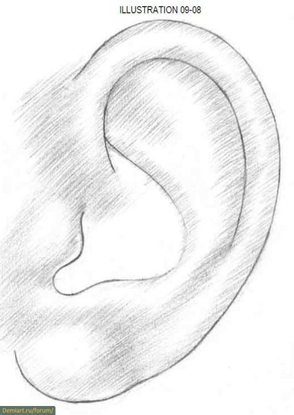 Рисунок уха