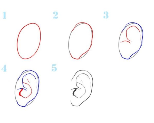 Поэтапное рисование уха