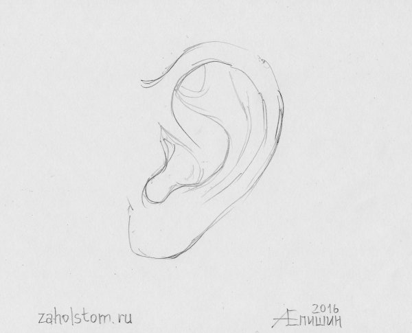 Зарисовки ушей карандашом