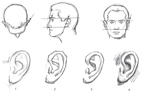 Ухо с разных ракурсов