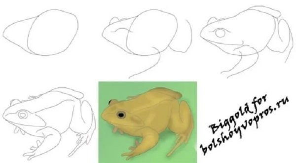 Жаба карандашом