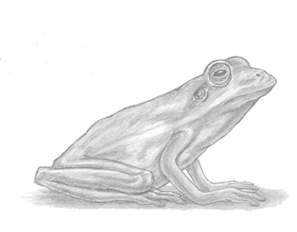Лягушка для рисования
