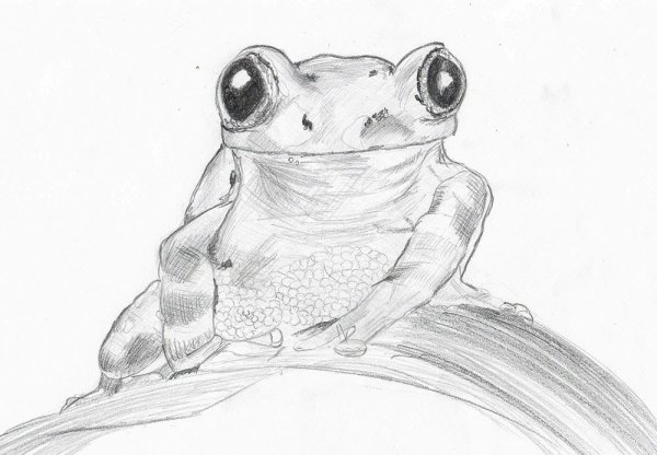 Лягушка поэтапное рисование для детей