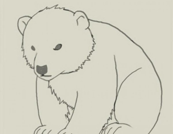 Рисунок медведя карандашом для срисовки