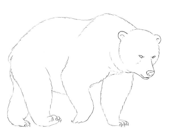 Медведь карандашом для детей