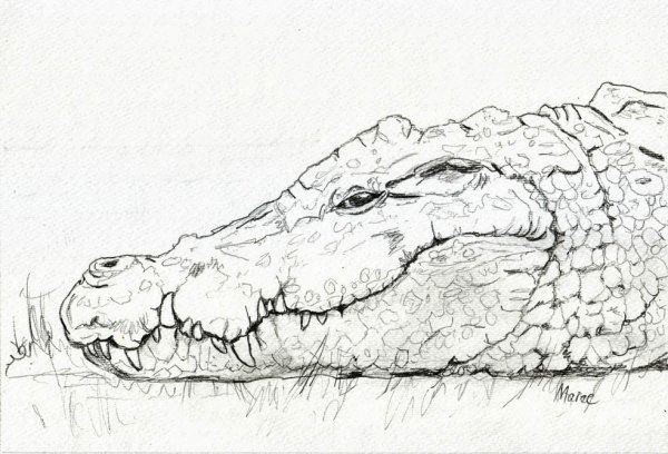 Крокодил набросок лёгкий