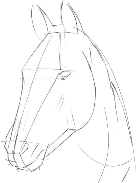 Поэтапное рисование морды лошади