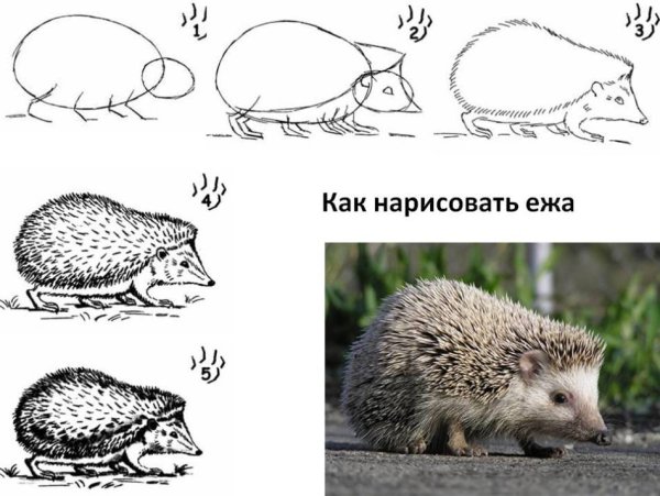 Нарисовать ежика поэтапно