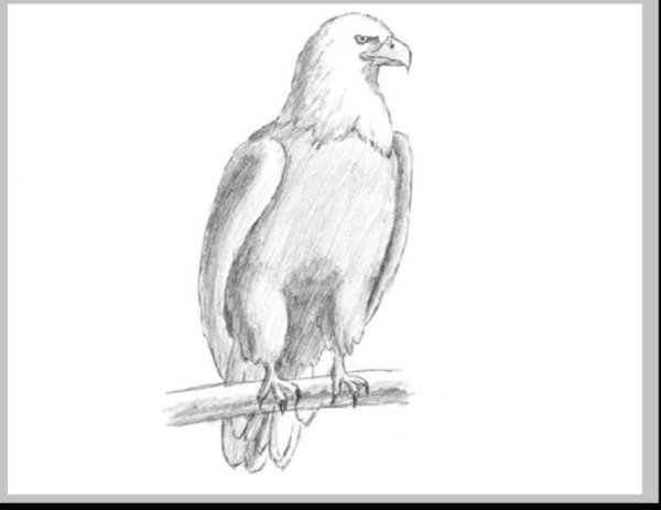 Поэтапное рисование орла
