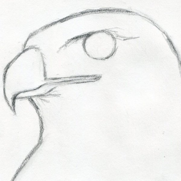 Рисунки карандашом лёгкие Орел