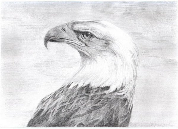 Орел карандашом