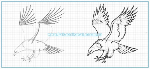 Поэтапное рисование орла