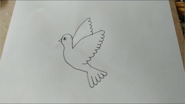 Голубь срисовать легко