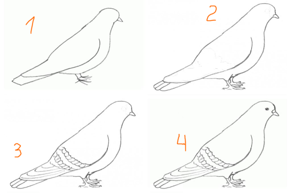 Как нарисовать голубя легко