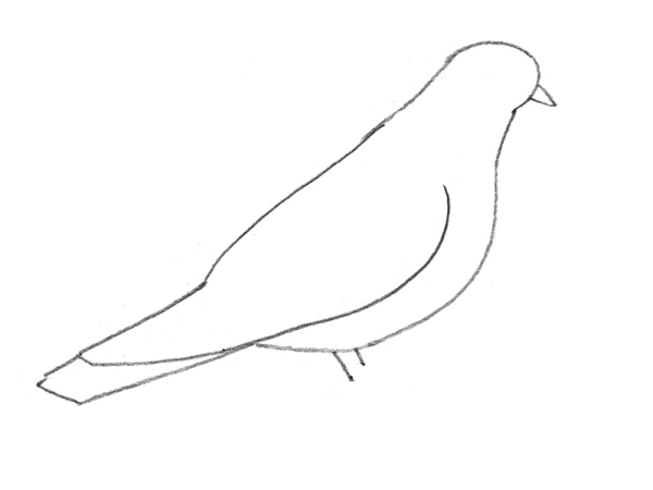 Голубь для срисовки