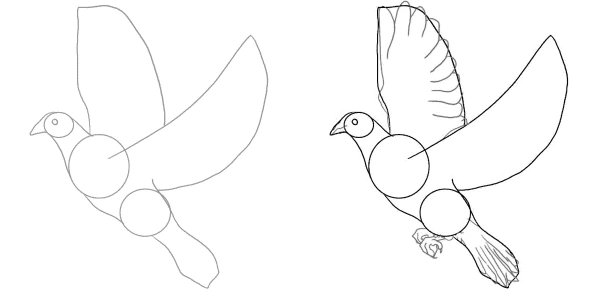 Голубь рисунок карандашом