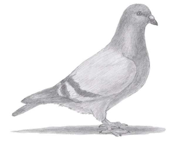 Голубь рисунок легкий