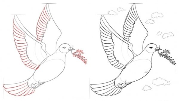 Голубь поэтапно