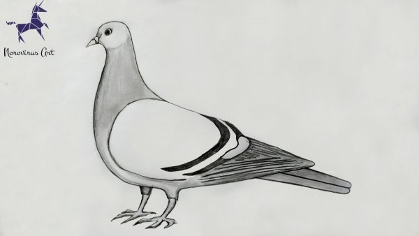 Голубь мира рисунок карандашом