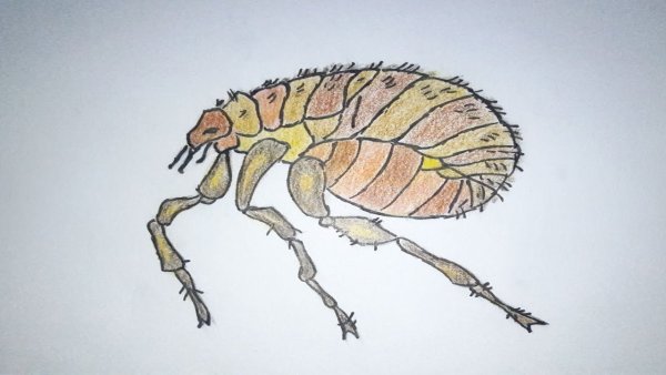 Подкованная блоха левши Лескова