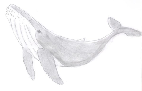 Кит для срисовки карандашом