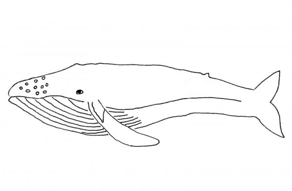 Синий кит раскраска