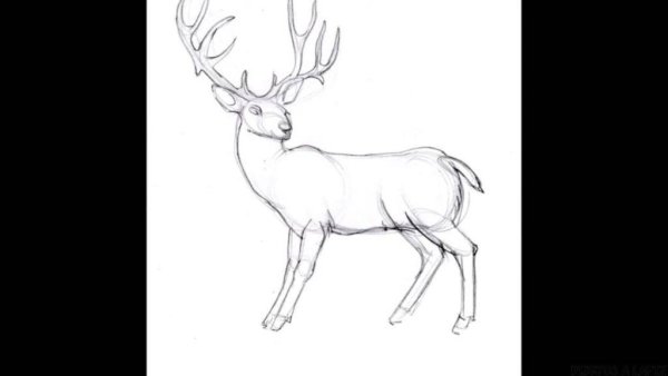 Олень рисунок 4 класс карандашом