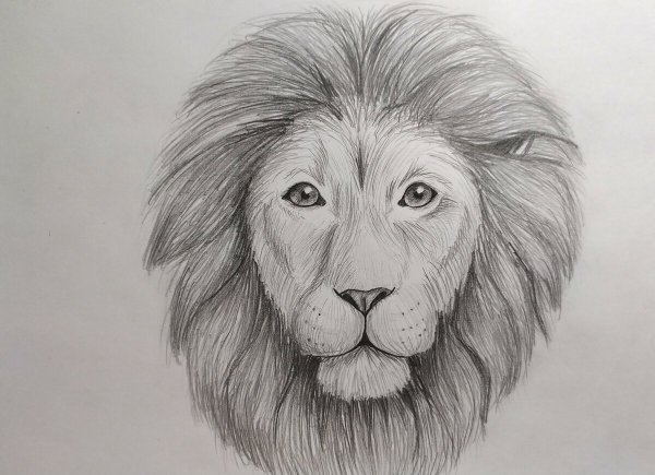 Рисунок Льва карандашом для срисовки