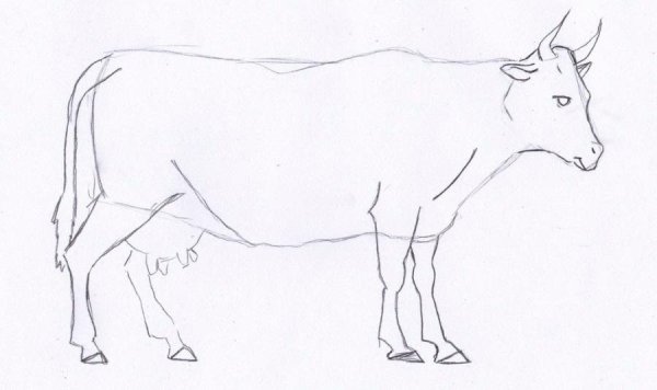 Легкие рисунки коровы