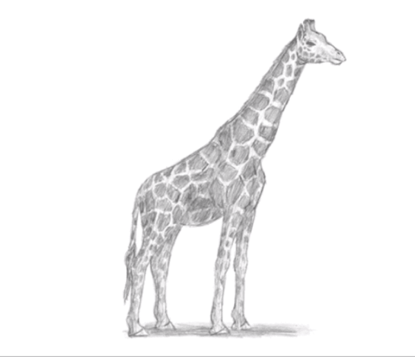 Жираф цветными карандашами