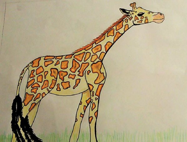 Рисование жирафа в старшей группе