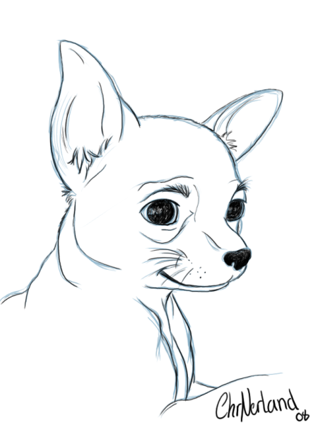 Раскраска чихуахуа