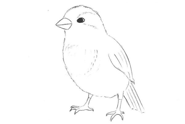 Воробей рисунок карандашом