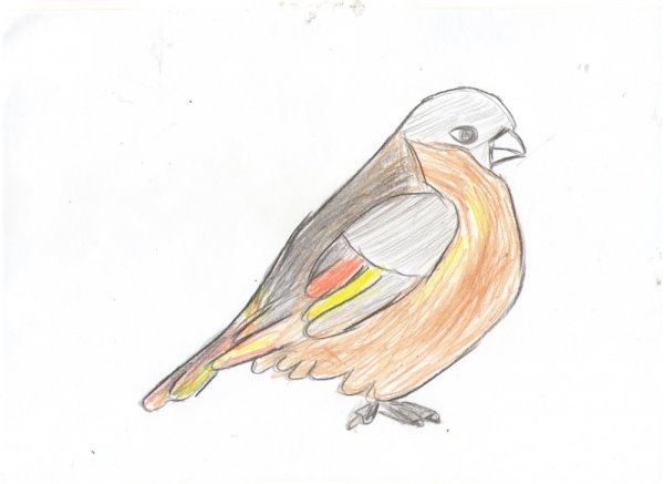 Рисунок растрепанного воробья