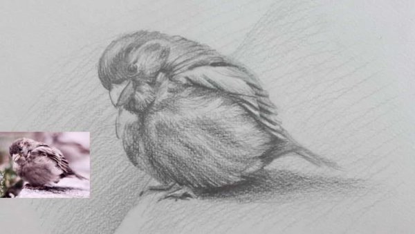 Воробей карандашом