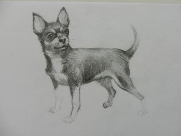Чихуахуа карандашом