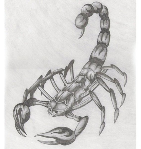 Скорпион карандашом