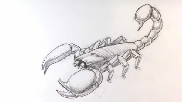 Скорпион рисунок карандашом