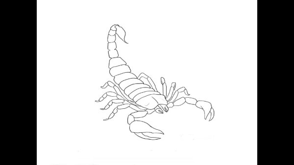 Скорпион раскраска