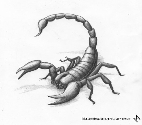 Скорпион рисунок карандашом