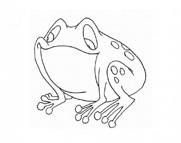 Жаба рисунок карандашом для детей